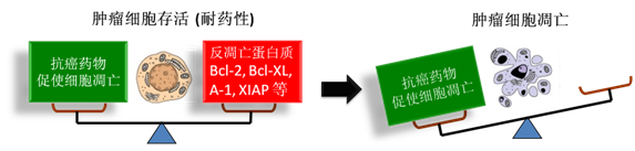 图 1：肿瘤细胞通过反凋零蛋白产生耐药性，对反凋零蛋白的抑制将改变平衡，消除肿瘤耐药性。