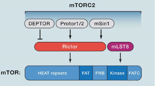 mTORC2的组成蛋白主要有Rictor、mSin1、mSLT8和Protor等