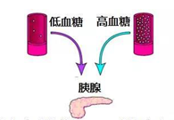 调节血糖稳态，GK负重前行