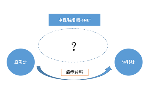 NET可能会通过某些方式“捕获”或“唤醒”癌细胞，从而造成癌细胞的迁移。