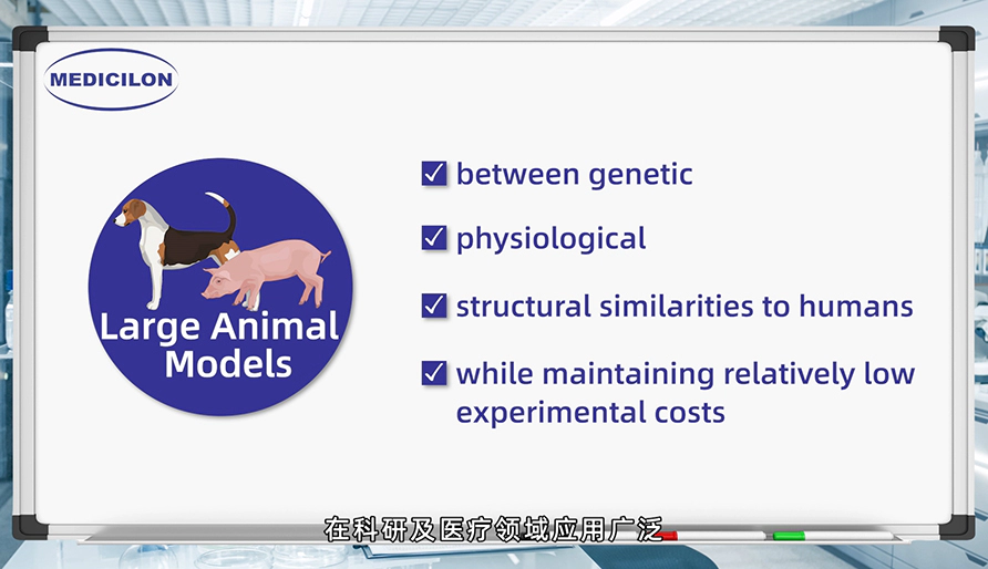 大型动物模型： 各种疾病研究的必要工具