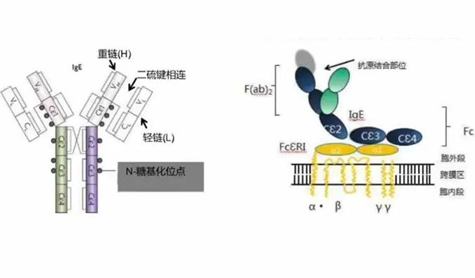尊时凯龙助力 | 济民可信lgE抗体药物JYB1904获批临床