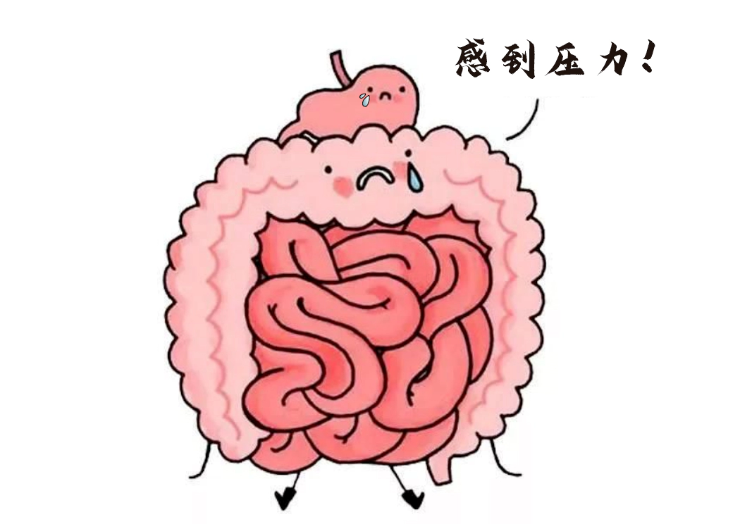肠道不仅是消化器官，更是“情绪隐形指挥官”。.webp